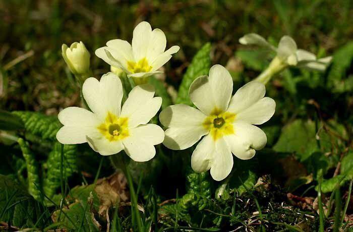 Papucki jaglaci 2011.